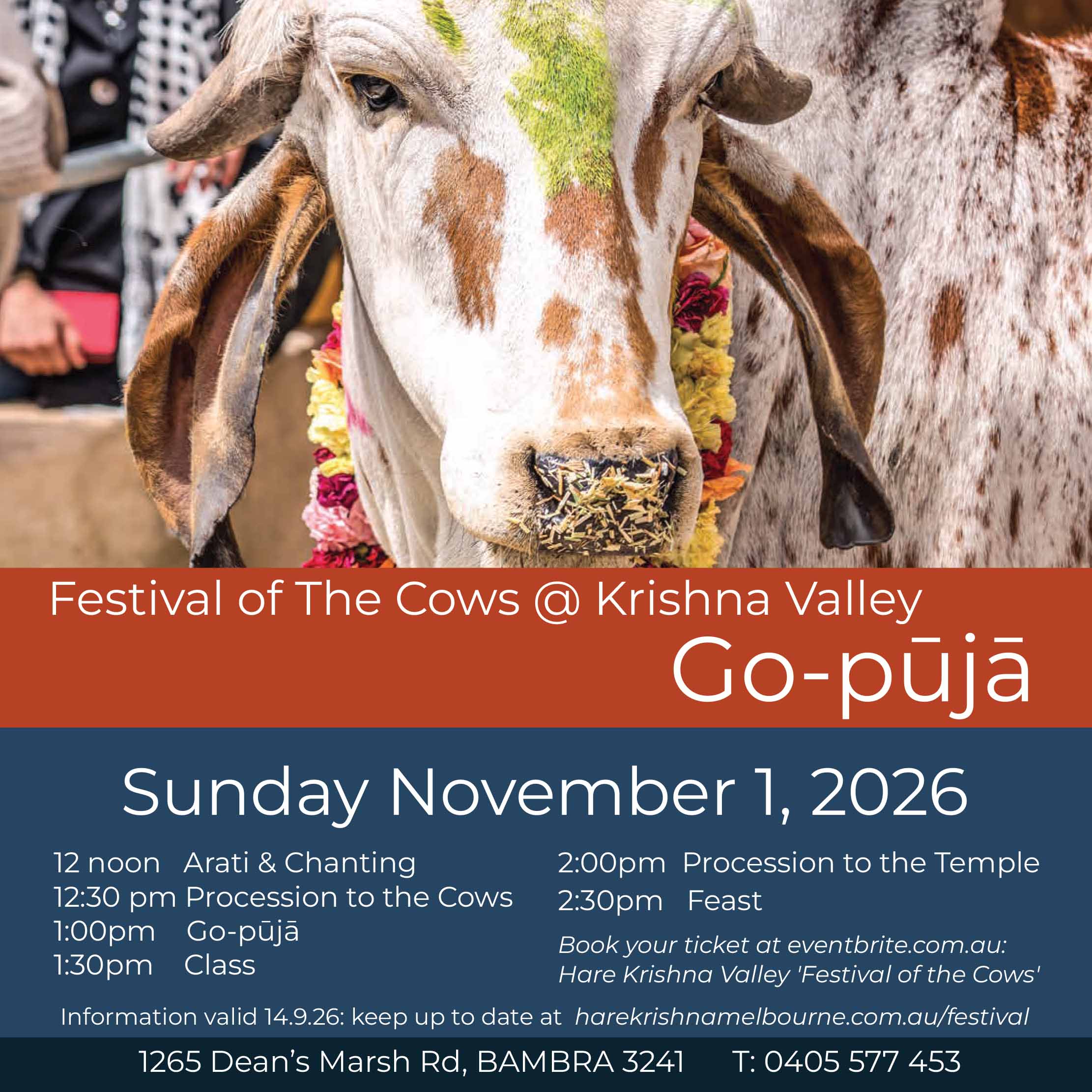 Cow Festival